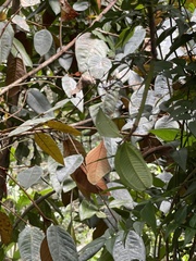 Vismia baccifera