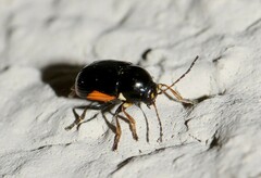 Cryptocephalus moraei