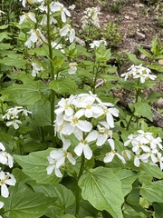 Cardamine cordifolia