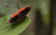 Biblis hyperia