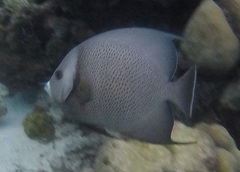 Pomacanthus arcuatus