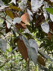 Vismia baccifera