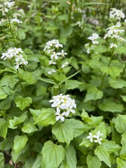 Cardamine cordifolia