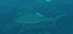 Carcharhinus perezii