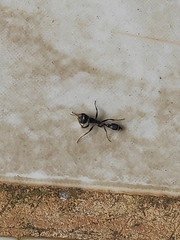 Pseudomyrmex gracilis