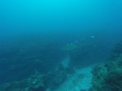 Carcharhinus perezii