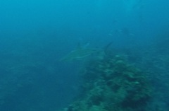 Carcharhinus perezii