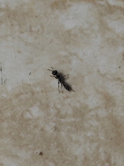 Pseudomyrmex gracilis