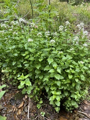 Cardamine cordifolia