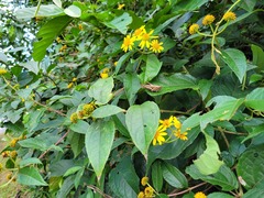 Tilesia baccata