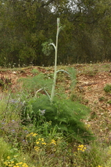 Ferula glauca