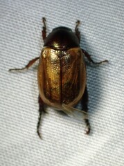 Cyclocephala melanocephala