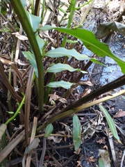 Acrostichum danaeifolium