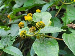 Tilesia baccata