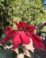 Euphorbia pulcherrima