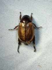 Cyclocephala melanocephala