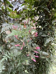 Arthrostemma ciliatum