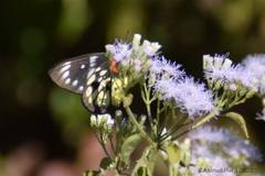 Delias pasithoe