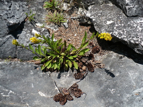 Image of Solidago ontarioensis by (c) Paul Prior, some rights reserved (CC BY)