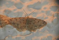 Idaea camparia