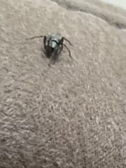 Gnaphosidae