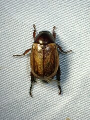 Cyclocephala melanocephala