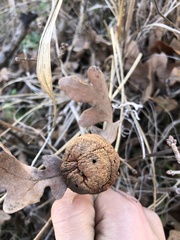 Disholcaspis spongiosa