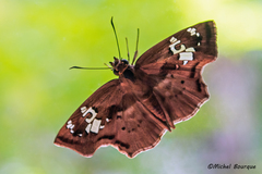 Quadrus lugubris lugubris
