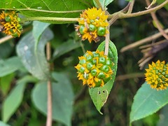 Tilesia baccata