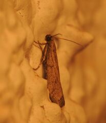 Euzopherodes lutisignella
