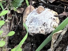 Hypomyces chrysospermus