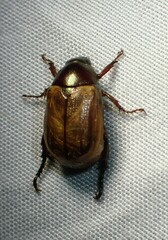 Cyclocephala melanocephala