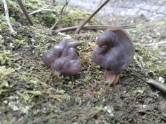 Helvella lacunosa