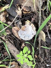 Hypomyces chrysospermus