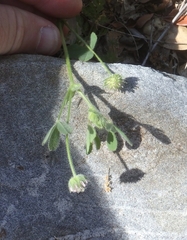 Trifolium microcephalum