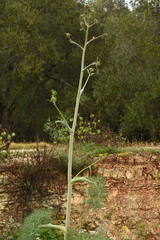 Ferula glauca