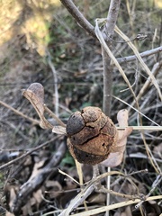 Disholcaspis spongiosa