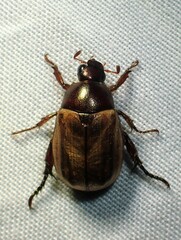 Cyclocephala melanocephala