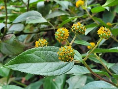 Tilesia baccata