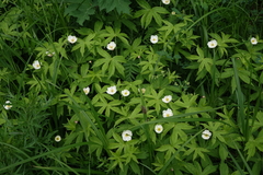 Anemonastrum dichotomum