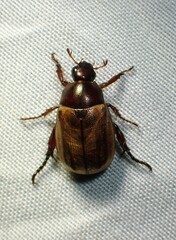 Cyclocephala melanocephala