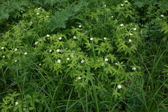 Anemonastrum dichotomum