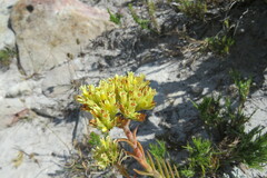 Crassula flava