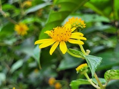 Tilesia baccata