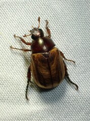 Cyclocephala melanocephala
