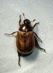 Cyclocephala melanocephala