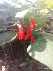 Salvia gesneriiflora