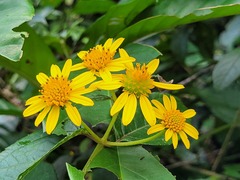 Tilesia baccata