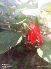 Salvia gesneriiflora