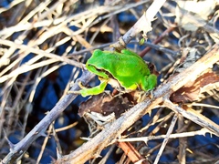 Hyla arborea